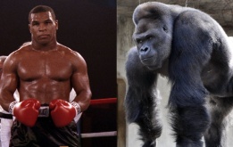 Mike Tyson từng đề nghị 10 ngàn USD để được đấu với khỉ đột