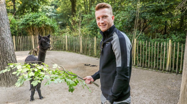 Chấn thương, hai 'anh đại' Dortmund rủ nhau vào sở thú