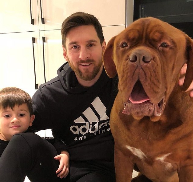Giật mình với chú chó khổng lồ Hulk của Lionel Messi