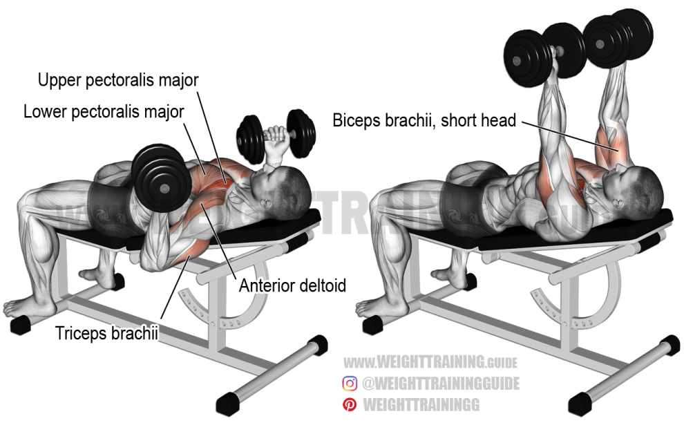 Incline-reverse-grip-dumbbell-bench-press1-990x615