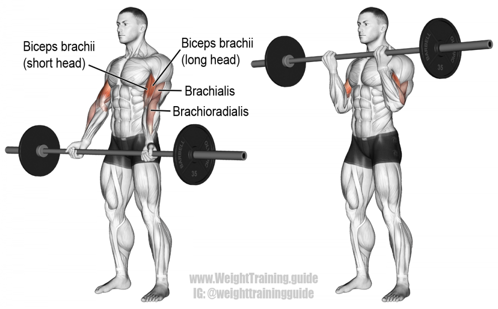 barbell-curl-990x614