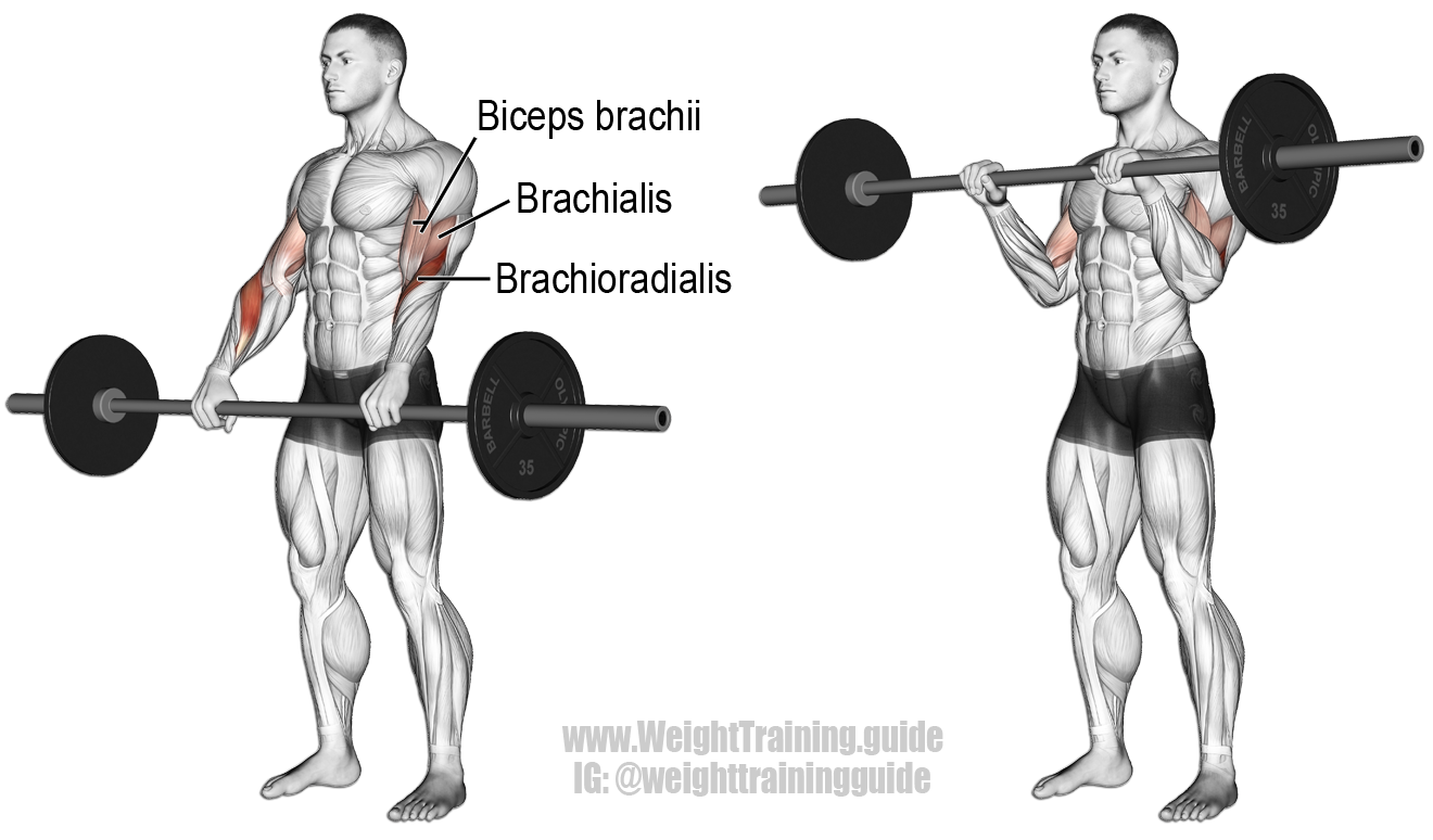 Barbell-Reverse-Curl