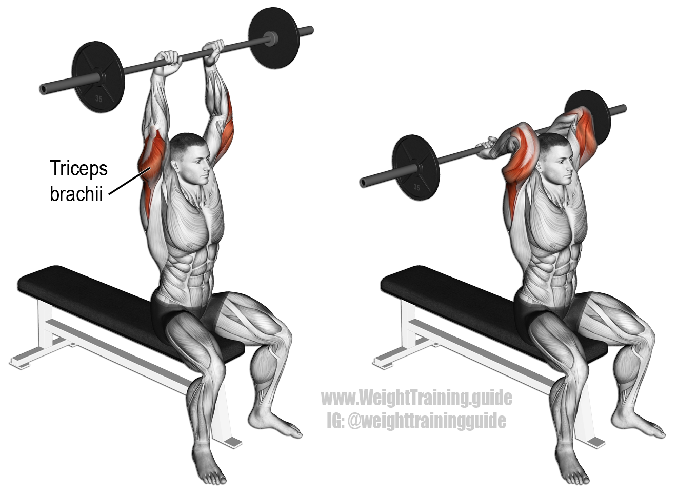 Barbell-Seated-Overhead-Triceps-Extension