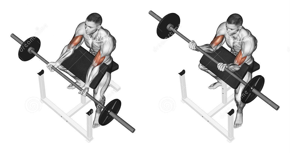 exercising-curls-bench-bodybuilding-target-muscles-marked-red-initial-final-steps-43932765