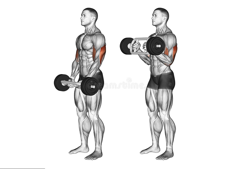 exercising-olympic-tricep-bar-hammer-curls-bodybuilding-target-muscles-marked-red-initial-final-steps-67155544