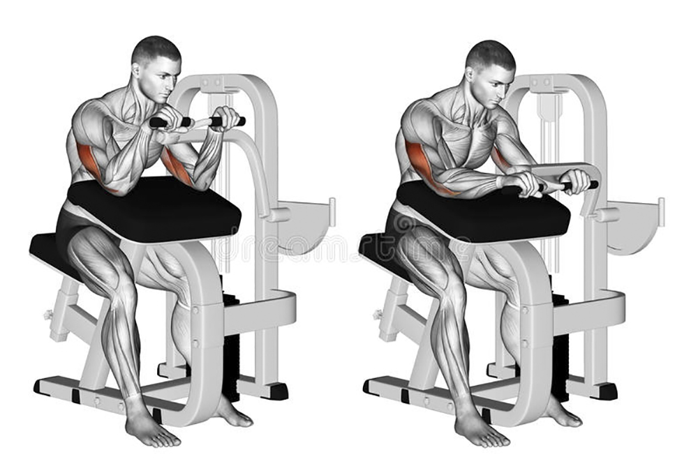 exercising-selectorized-triceps-extension-bodybuilding-target-muscles-marked-red-initial-final-steps-67049400