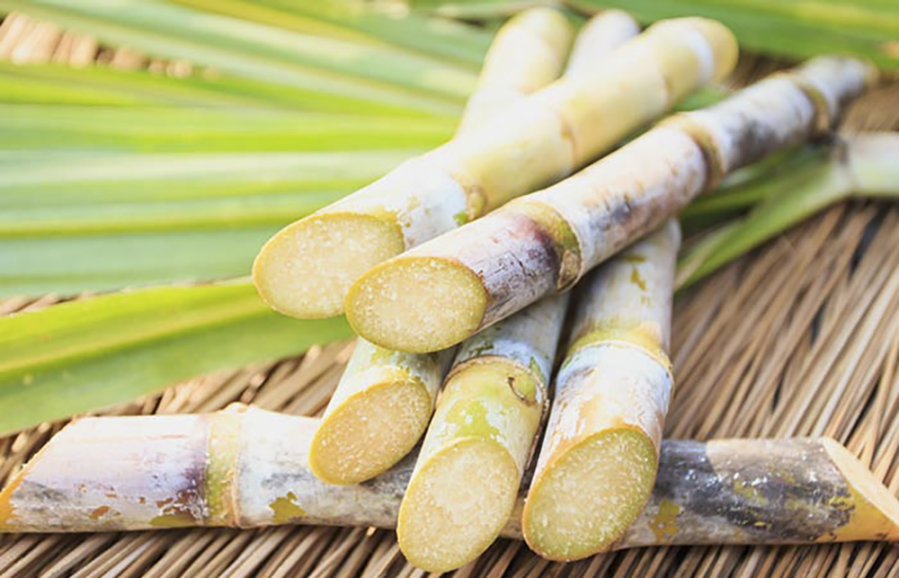 Sugarcane-A-Brief