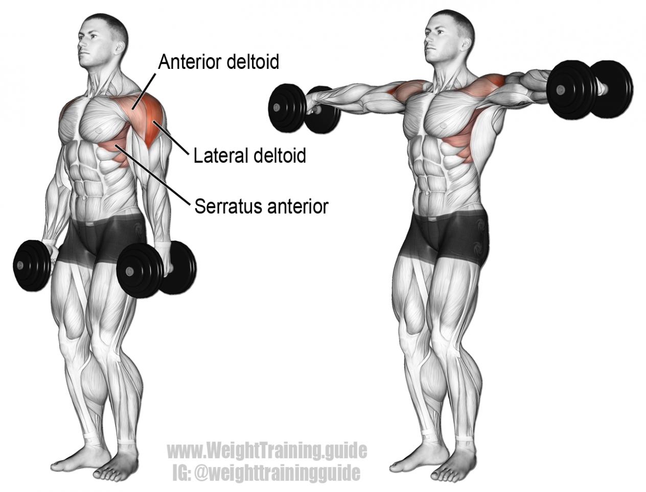 dumbbell-lateral-raise
