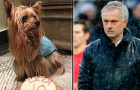 Jose Mourinho nghẹn ngào chia sẻ mất chú chó cưng với cầu thủ Tottenham