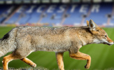 Vấn đề của Leicester: Vô địch Champions League hay ở lại Ngoại hạng Anh?