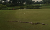 Giải golf gián đoạn vì trăn đi dạo mát