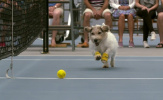 'Ball boy' được thay bằng những chú chó ở Champions Tennis