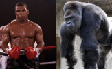 Mike Tyson từng đề nghị 10 ngàn USD để được đấu với khỉ đột