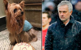 Jose Mourinho nghẹn ngào chia sẻ mất chú chó cưng với cầu thủ Tottenham