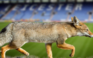 Vấn đề của Leicester: Vô địch Champions League hay ở lại Ngoại hạng Anh?