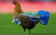 Hy hữu: Gà ‘hooligan’ quấy rối trận đấu
