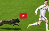 Những khoảnh khắc hài hước khi động vật chạy vào sân bóng