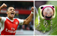 Đã đến lúc bay rồi, 'chú sâu' Sanchez!