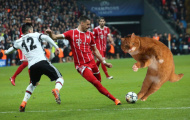 Chú mèo đại náo trận đấu của Bayern Munich