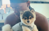 Daniel Sturridge treo thưởng 'khủng' để tìm chó cưng