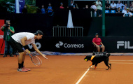 Độc đáo chó nhặt bóng ở giải Brazil Open