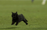 Mèo đen xuất hiện ở Camp Nou: Điềm báo của Barca