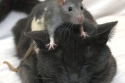 Video: Con chuột to gan nhất thế giới