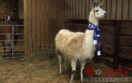 Chelsea vô địch Champions League, theo... lừa Nicholas