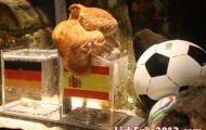 Ukraine công bố chú heo ngoại cảm là truyền nhân bạch tuột Paul tại Euro 2012