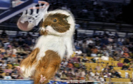 Chuột cũng bơi lội, chạy vượt rào... tại Olympic