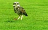 Video: Chim cú vào sân bóng săn mồi