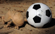 Chùm ảnh về linh vật chính thức của World Cup 2014