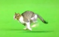 Video: Mèo chạy dọc đường biên