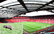 Sân Old Trafford bị... chuột tấn công: Nhà hát những giấc mơ hay... thùng rác?