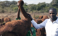 Toure làm Đại sứ bảo vệ voi rừng