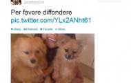 Carlos Tevez mượn Twitter để tìm thú cưng cho con