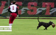 Hy hữu: Chú chó lạ cướp, làm náo loạn sân bóng