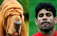 Khi Diego Costa giống... cún cưng