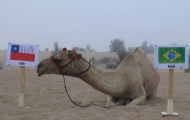 Lạc đà “tiên tri” đưa ra kết quả gây sốc cho đội chủ nhà Brazil