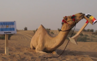 Lạc đà “tiên tri” mang tin dữ tới cho Argentina và Costa Rica