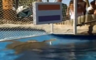 Video: Rùa đầu to dự đoán trận Brazil vs Hà Lan
