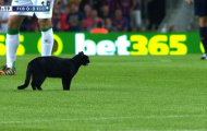 Barca ba lần đối mặt với nỗi ám ảnh mang tên mèo đen