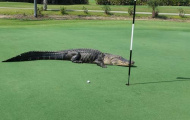 Tá hỏa vì cá sấu lên sân golf 'tắm nắng'