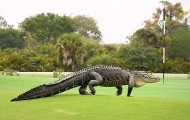 Cá sấu khổng lồ 'tấn công' giải golf là...giả?