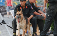 Chó nghiệp vụ - nỗi ám ảnh của “hooligan” Việt tại V-League
