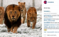 Harry Kane dùng sư tử… dọa Leicester