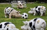 Huyền thoại Stoichkov so sánh cầu thủ Real Madrid với heo