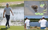 Tay golf dự Olympic Rio chết ngất khi sân golf đầy cá sấu và rắn độc