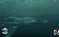 NÓNG: Phelps thất bại trước cá mập trắng dù được trang bị 'vũ khí' siêu hiện đại