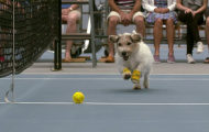 'Ball boy' được thay bằng những chú chó ở Champions Tennis